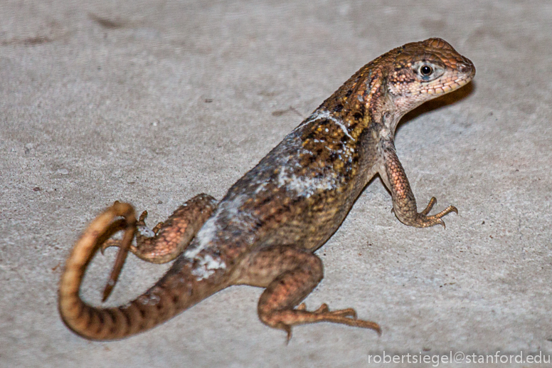 curly-tailed lizard